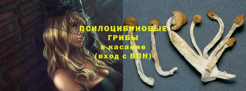 закладка  Кирс  omg вход  Галлюциногенные грибы ЛСД 